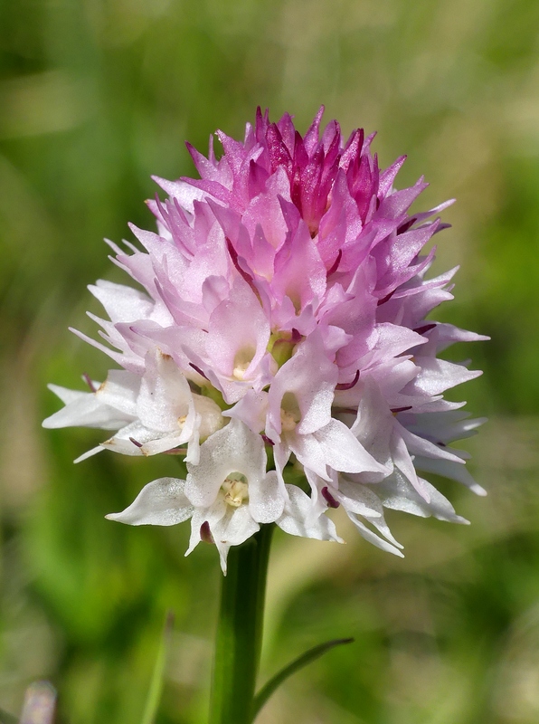 La Nigritella widderi a Pizzo di Sevo e Cima Lepri  -  luglio 2025
